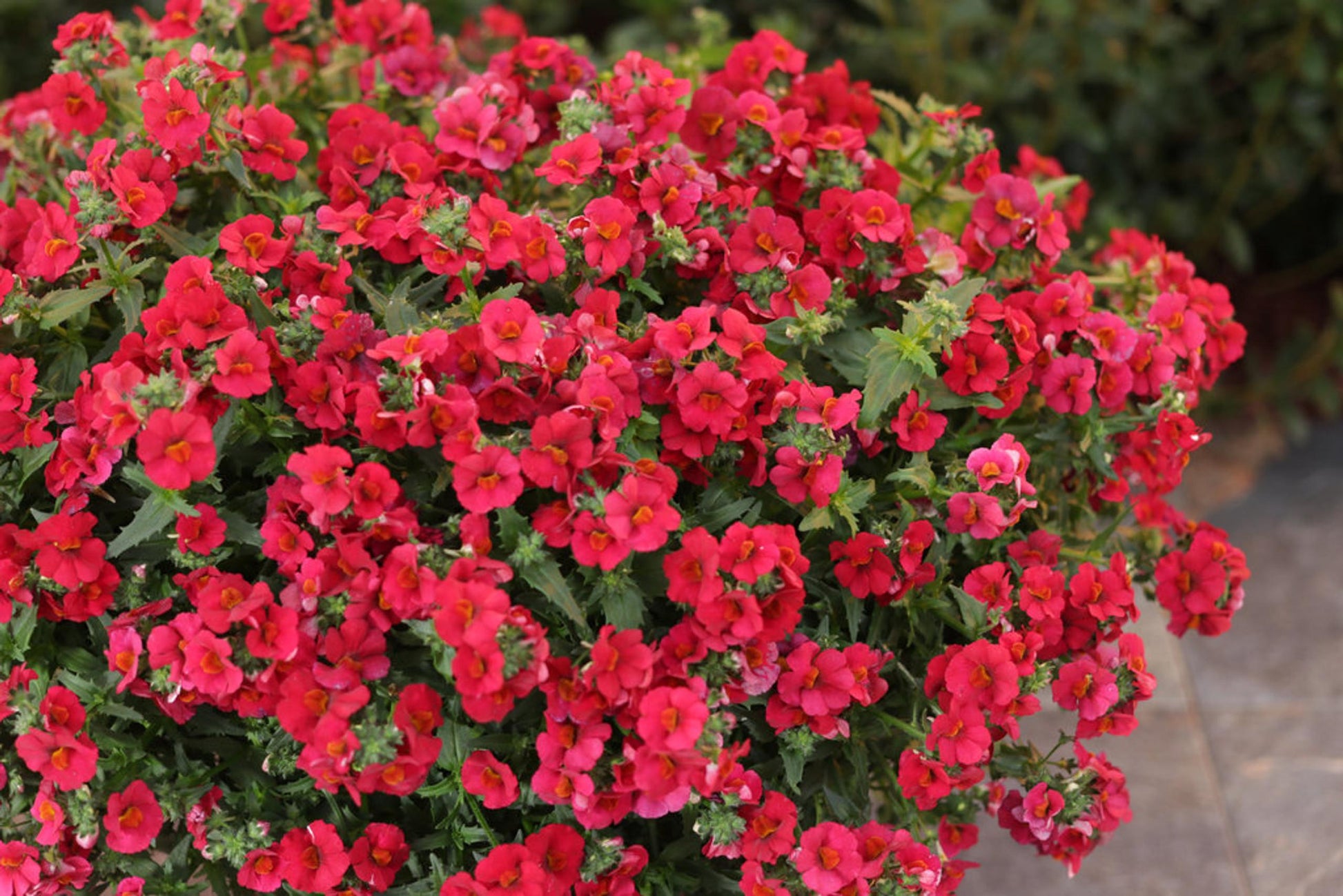 Nemesia Sunsatia Cranberry - View 12 from www redcrocus com