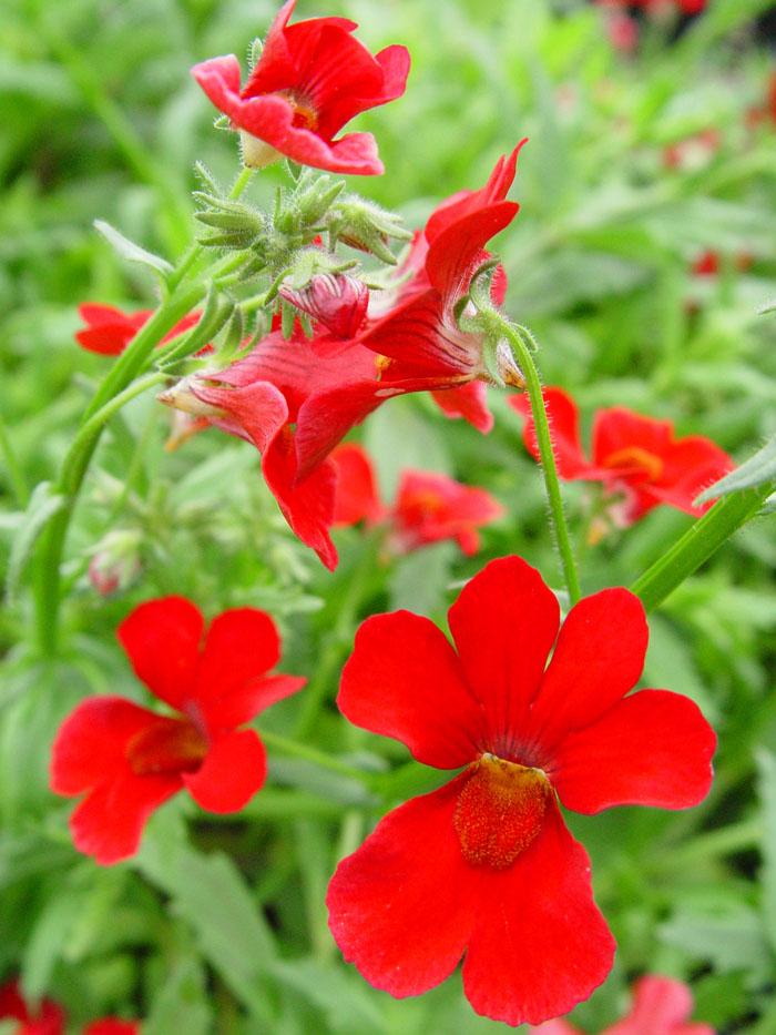 Nemesia Sunsatia Cranberry - View 13 from www redcrocus com