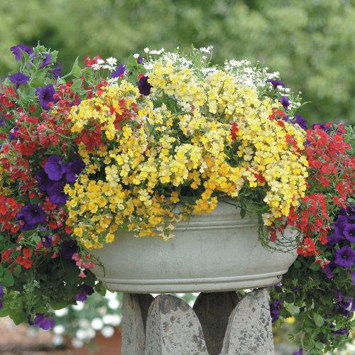 Nemesia Sunsatia Cranberry - View 15 from www redcrocus com
