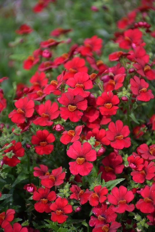 Nemesia Sunsatia Cranberry - View 16 from www redcrocus com