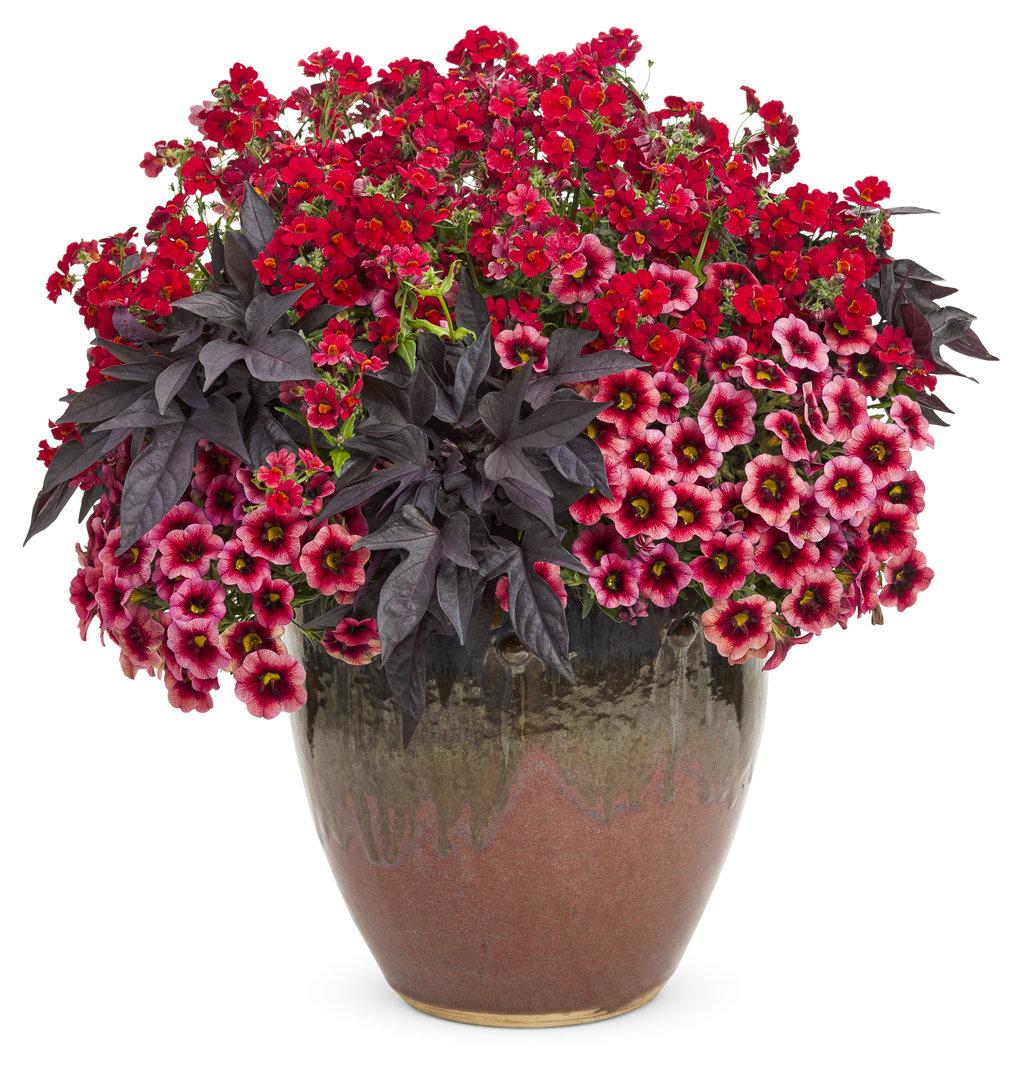 Nemesia Sunsatia Cranberry - View 17 from www redcrocus com