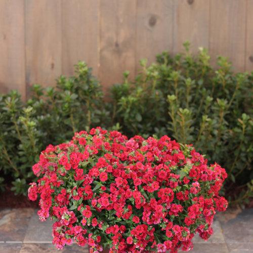 Nemesia Sunsatia Cranberry - View 18 from www redcrocus com