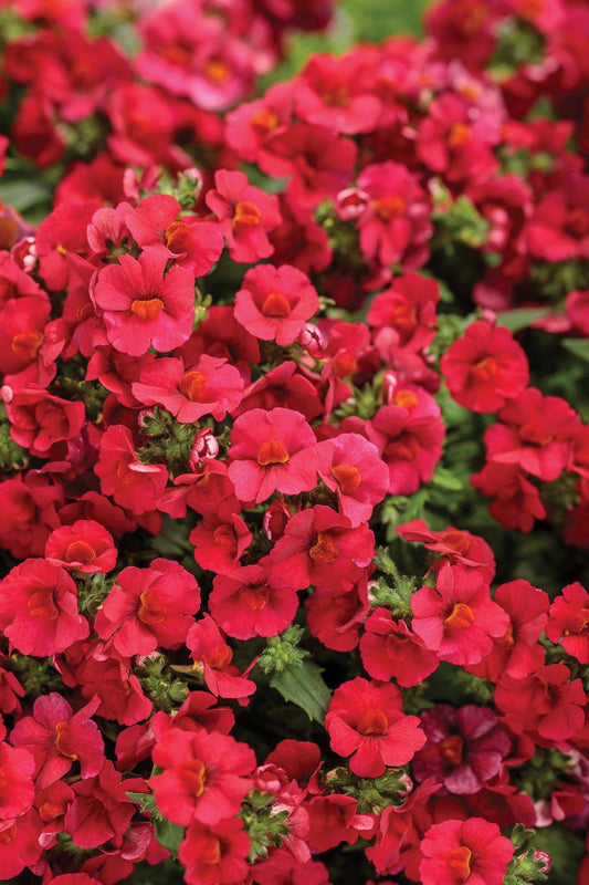 Nemesia Sunsatia Cranberry - View 1 from www redcrocus com