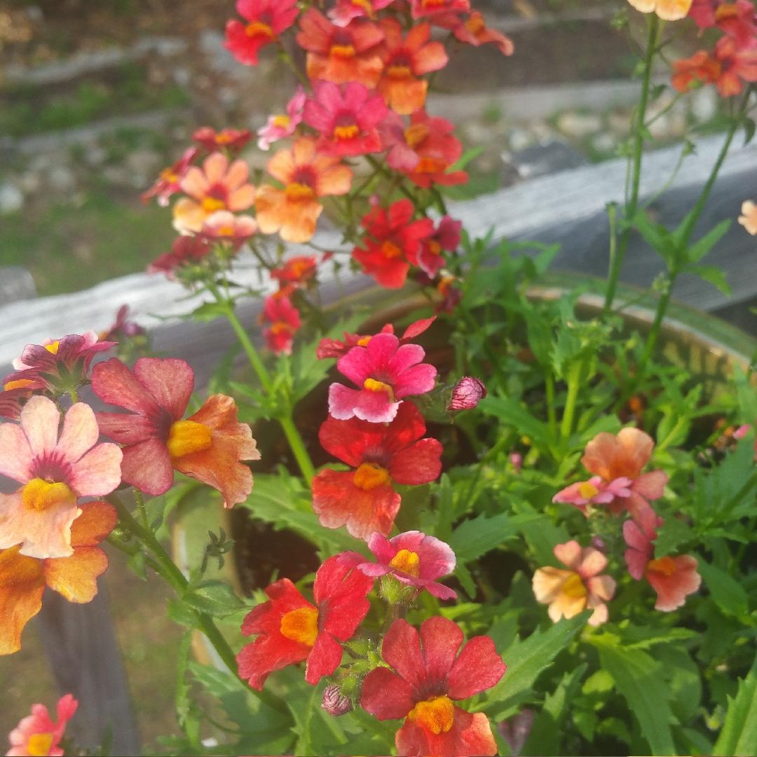 Nemesia Sunsatia Cranberry - View 2 from www redcrocus com