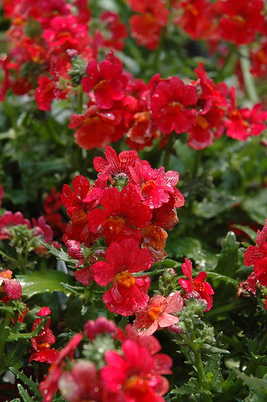 Nemesia Sunsatia Cranberry - View 3 from www redcrocus com
