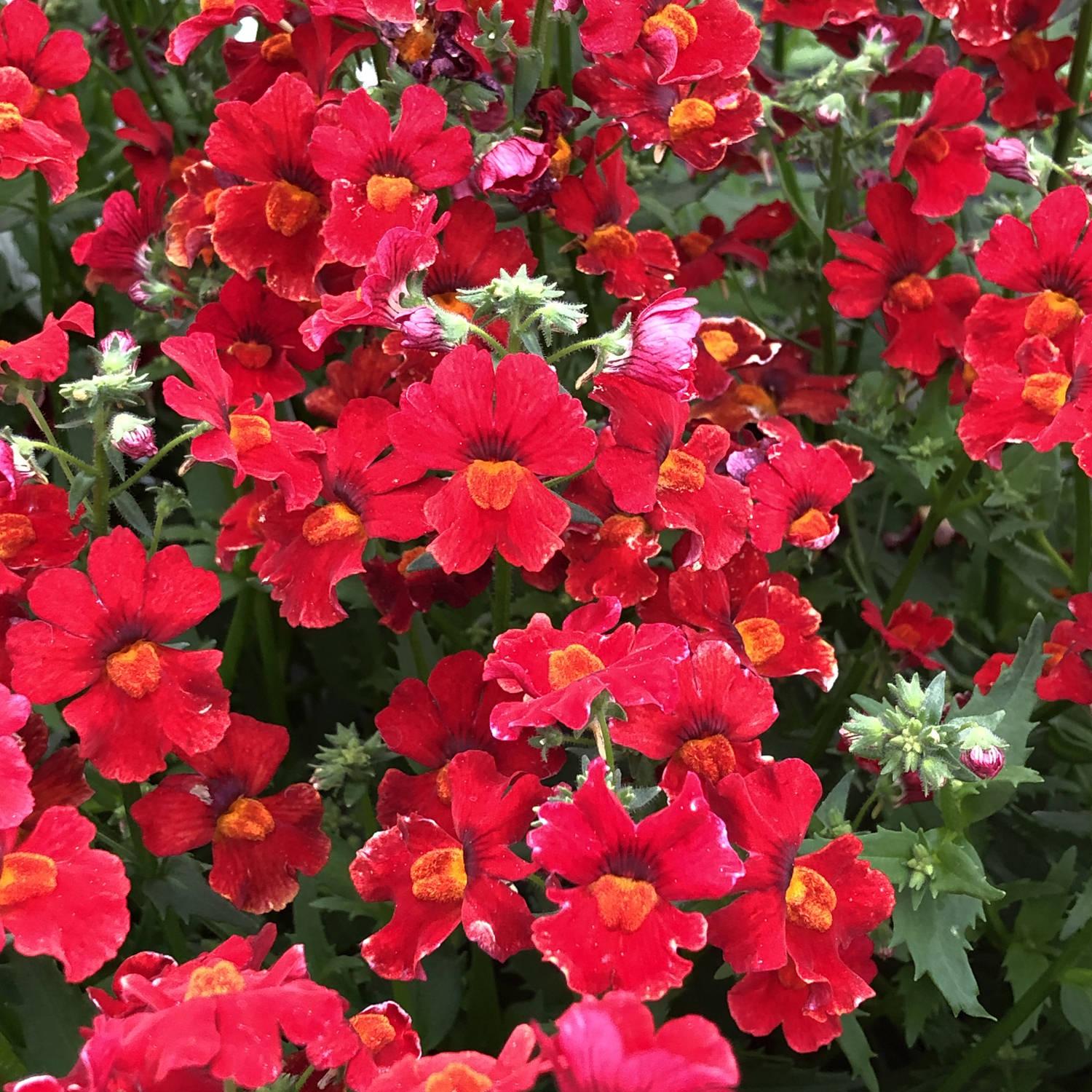 Nemesia Sunsatia Cranberry - View 4 from www redcrocus com