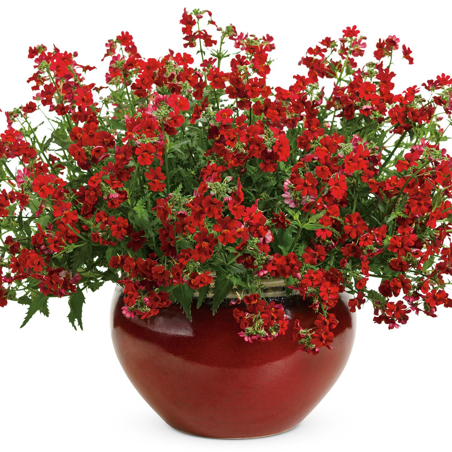 Nemesia Sunsatia Cranberry - View 5 from www redcrocus com