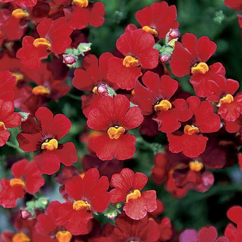 Nemesia Sunsatia Cranberry - View 6 from www redcrocus com