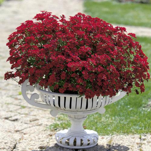 Nemesia Sunsatia Cranberry - View 7 from www redcrocus com