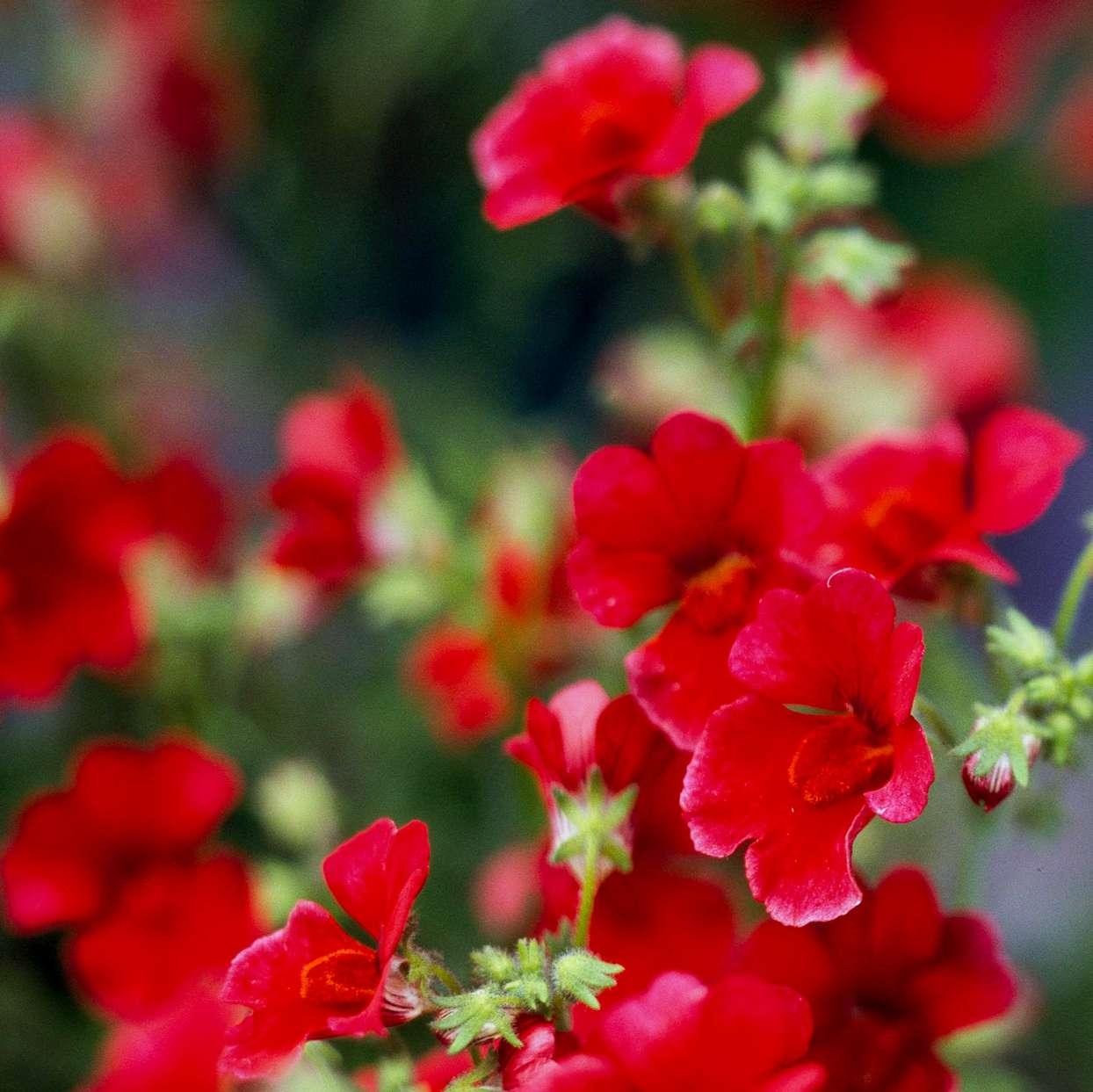 Nemesia Sunsatia Cranberry - View 8 from www redcrocus com