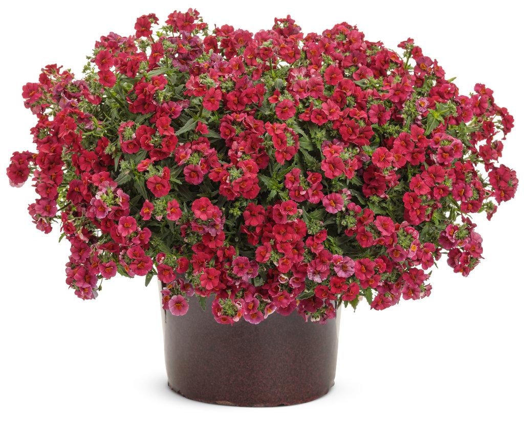 Nemesia Sunsatia Cranberry - View 9 from www redcrocus com
