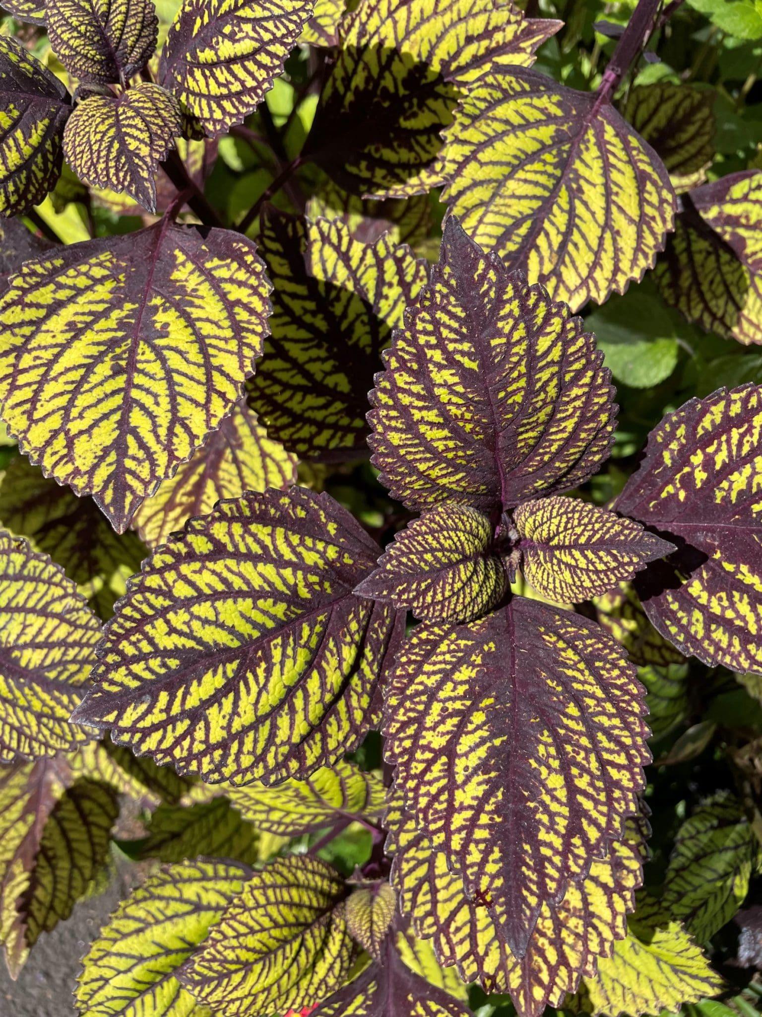 Coleus Fishnet Stockings - View 12 from www redcrocus com
