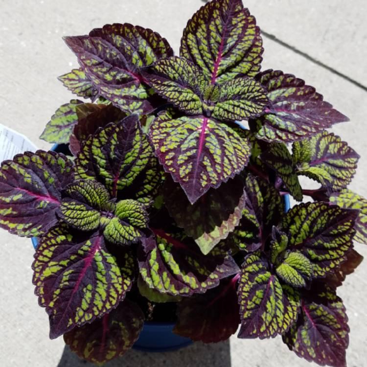 Coleus Fishnet Stockings - View 13 from www redcrocus com