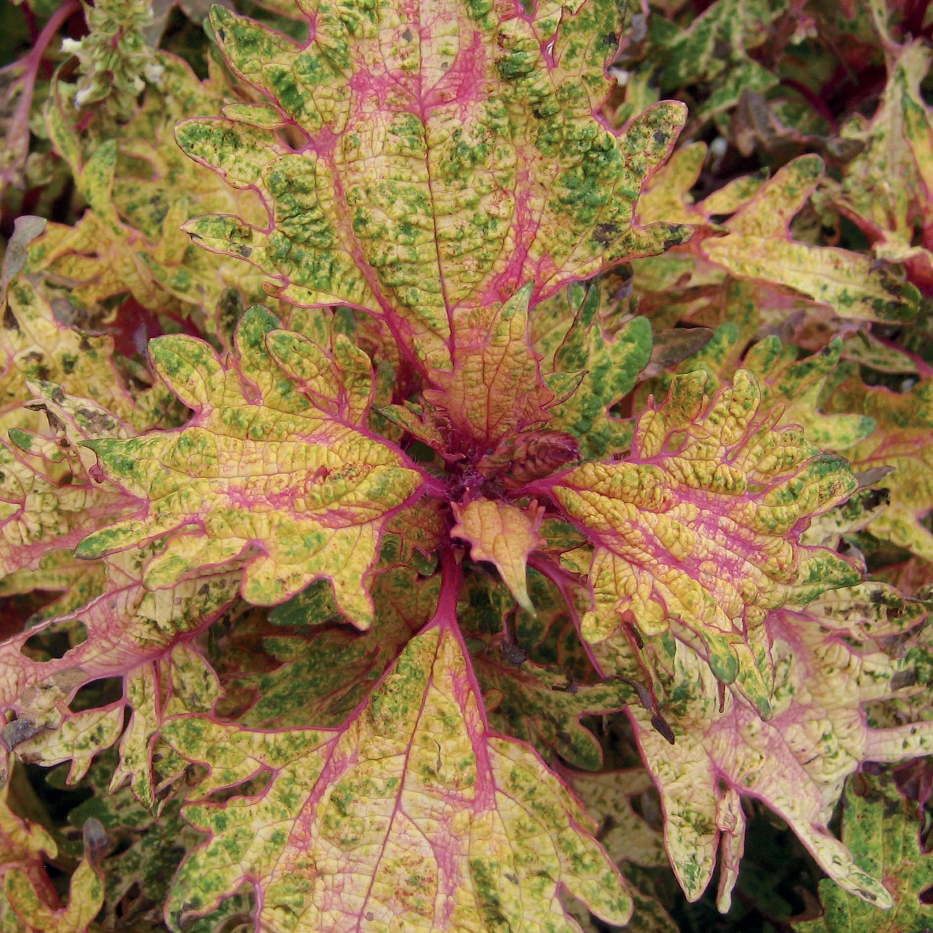 Coleus Fishnet Stockings - View 15 from www redcrocus com