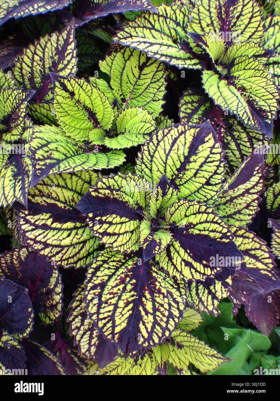 Coleus Fishnet Stockings - View 17 from www redcrocus com