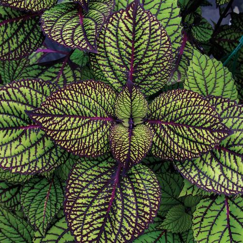 Coleus Fishnet Stockings - View 2 from www redcrocus com