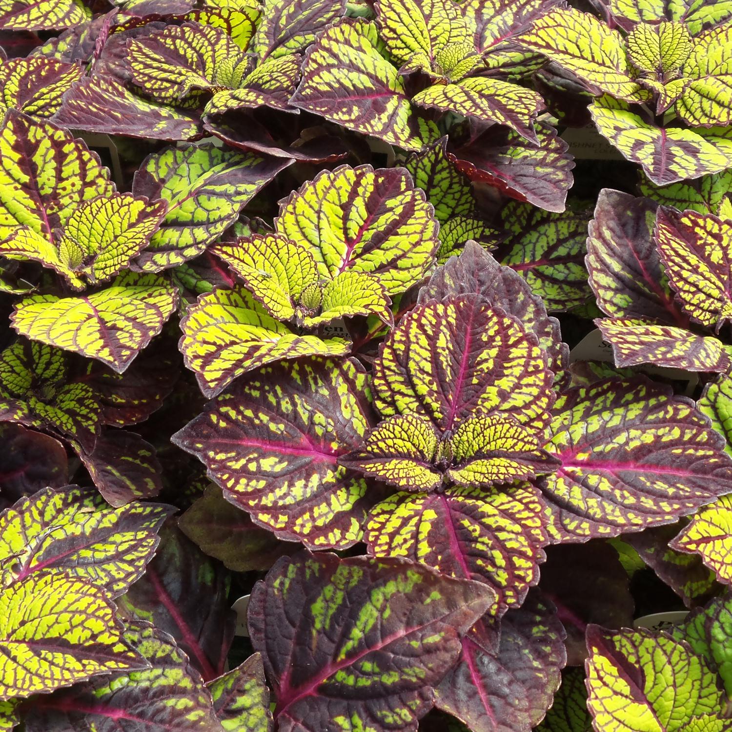 Coleus Fishnet Stockings - View 3 from www redcrocus com