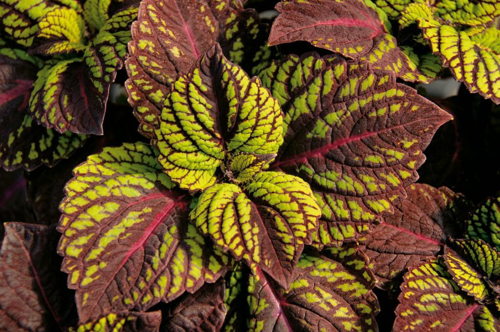 Coleus Fishnet Stockings - View 4 from www redcrocus com