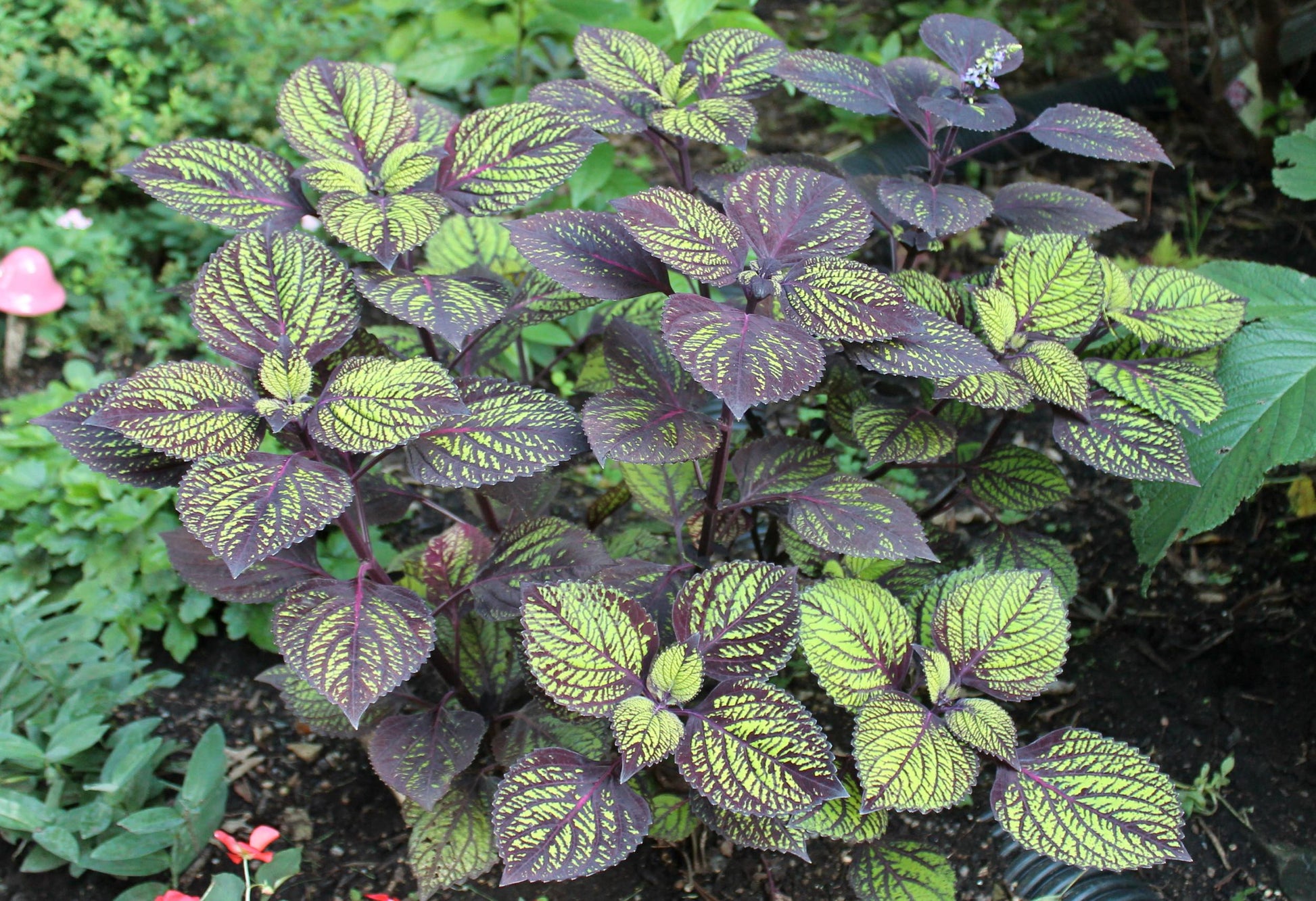 Coleus Fishnet Stockings - View 5 from www redcrocus com