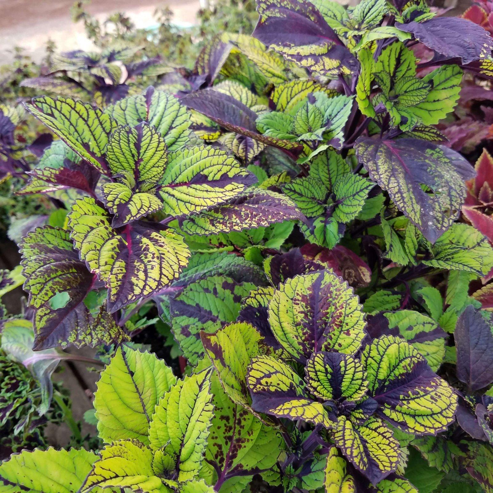 Coleus Fishnet Stockings - View 6 from www redcrocus com