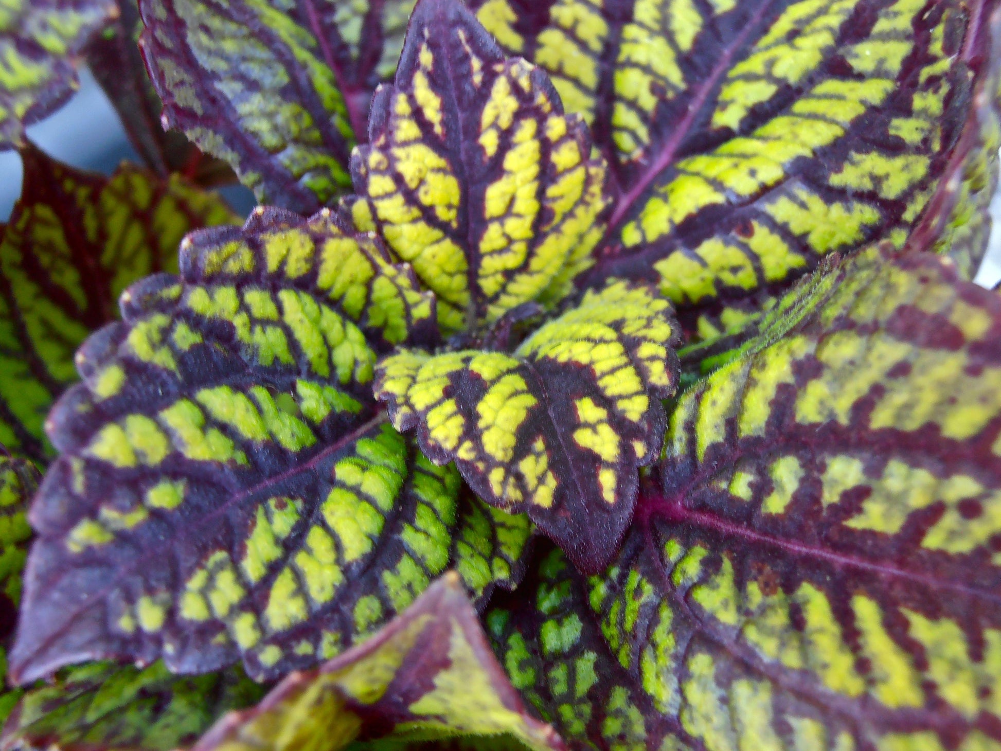 Coleus Fishnet Stockings - View 8 from www redcrocus com