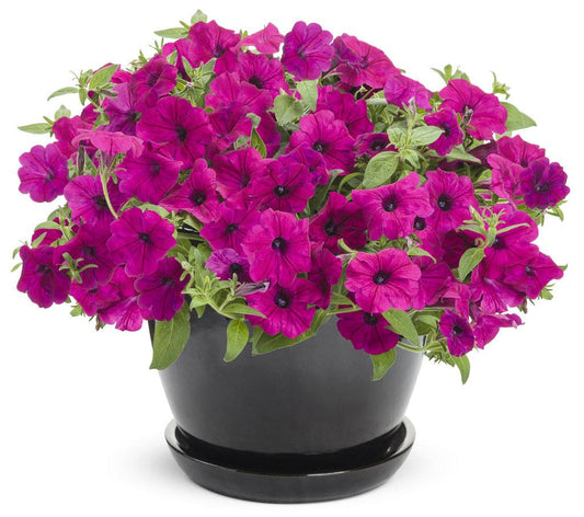 Petunia Supertunia Royal Magenta - View 1 from www redcrocus com