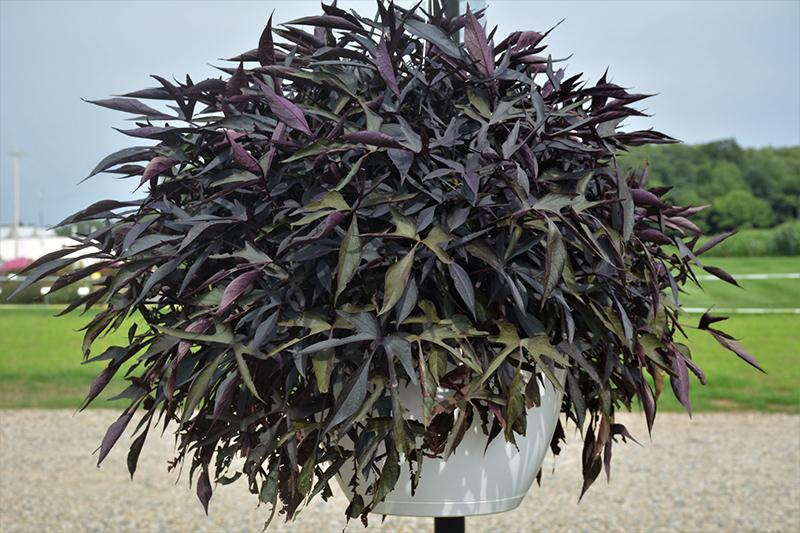 Ipomoea Illusion Midnight Lace - View 18 from www redcrocus com