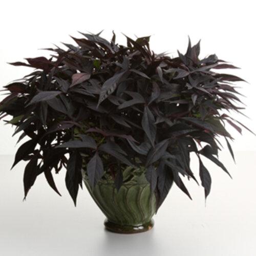 Ipomoea Illusion Midnight Lace - View 2 from www redcrocus com