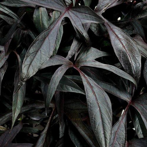 Ipomoea Illusion Midnight Lace - View 3 from www redcrocus com