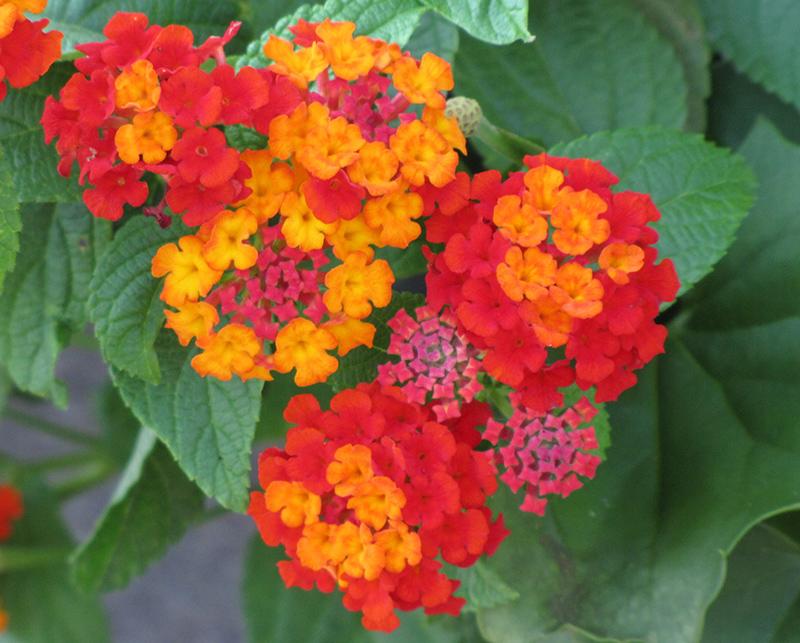 Lantana Luscious Citrus Blend - View 11 from www redcrocus com