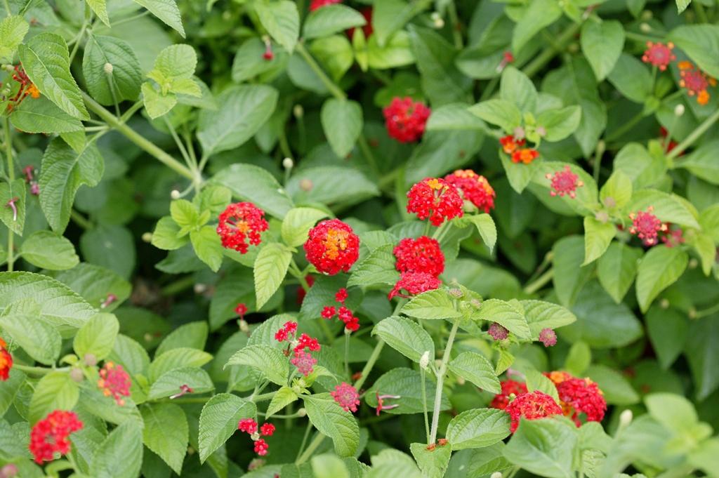 Lantana Luscious Citrus Blend - View 12 from www redcrocus com