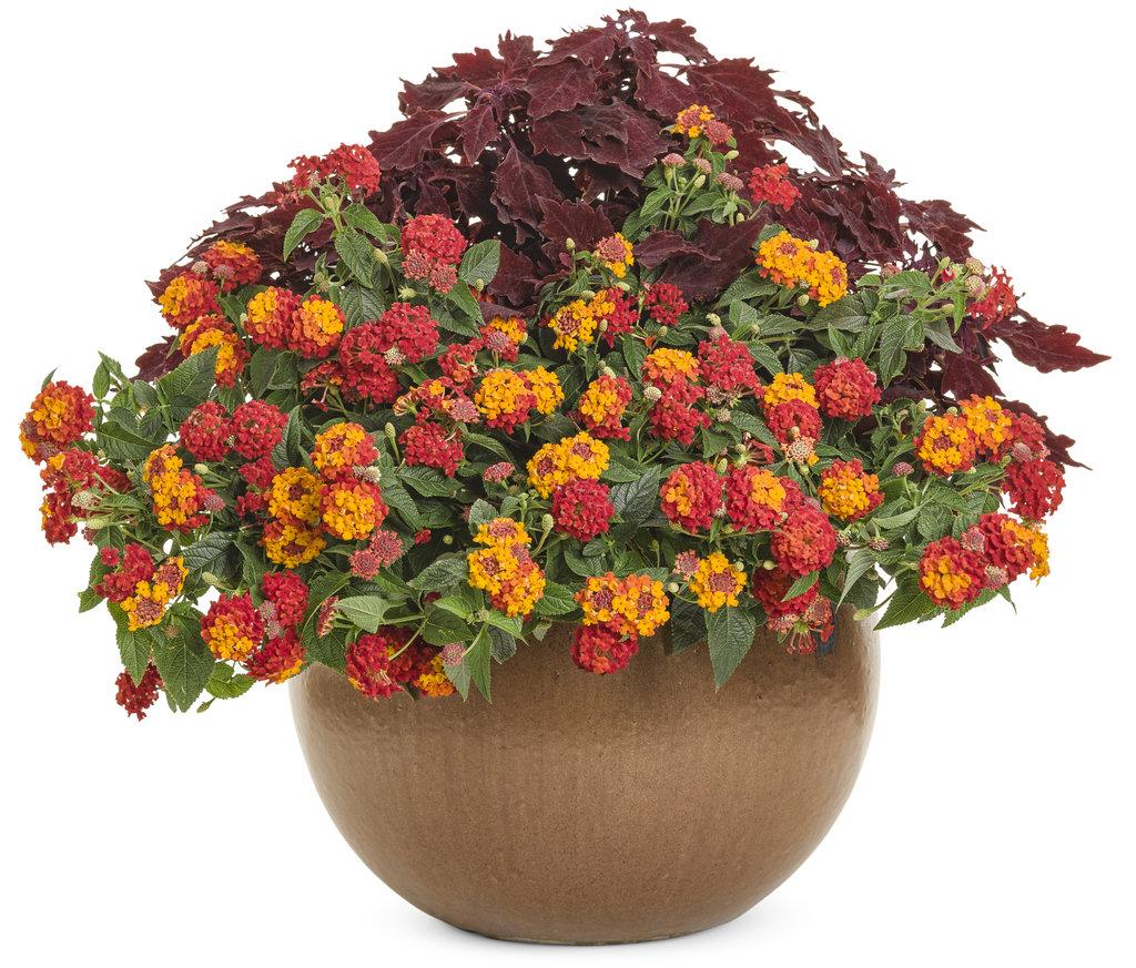 Lantana Luscious Citrus Blend - View 13 from www redcrocus com