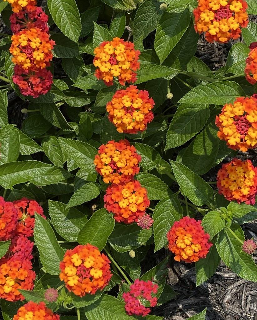 Lantana Luscious Citrus Blend - View 14 from www redcrocus com