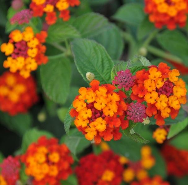 Lantana Luscious Citrus Blend - View 16 from www redcrocus com