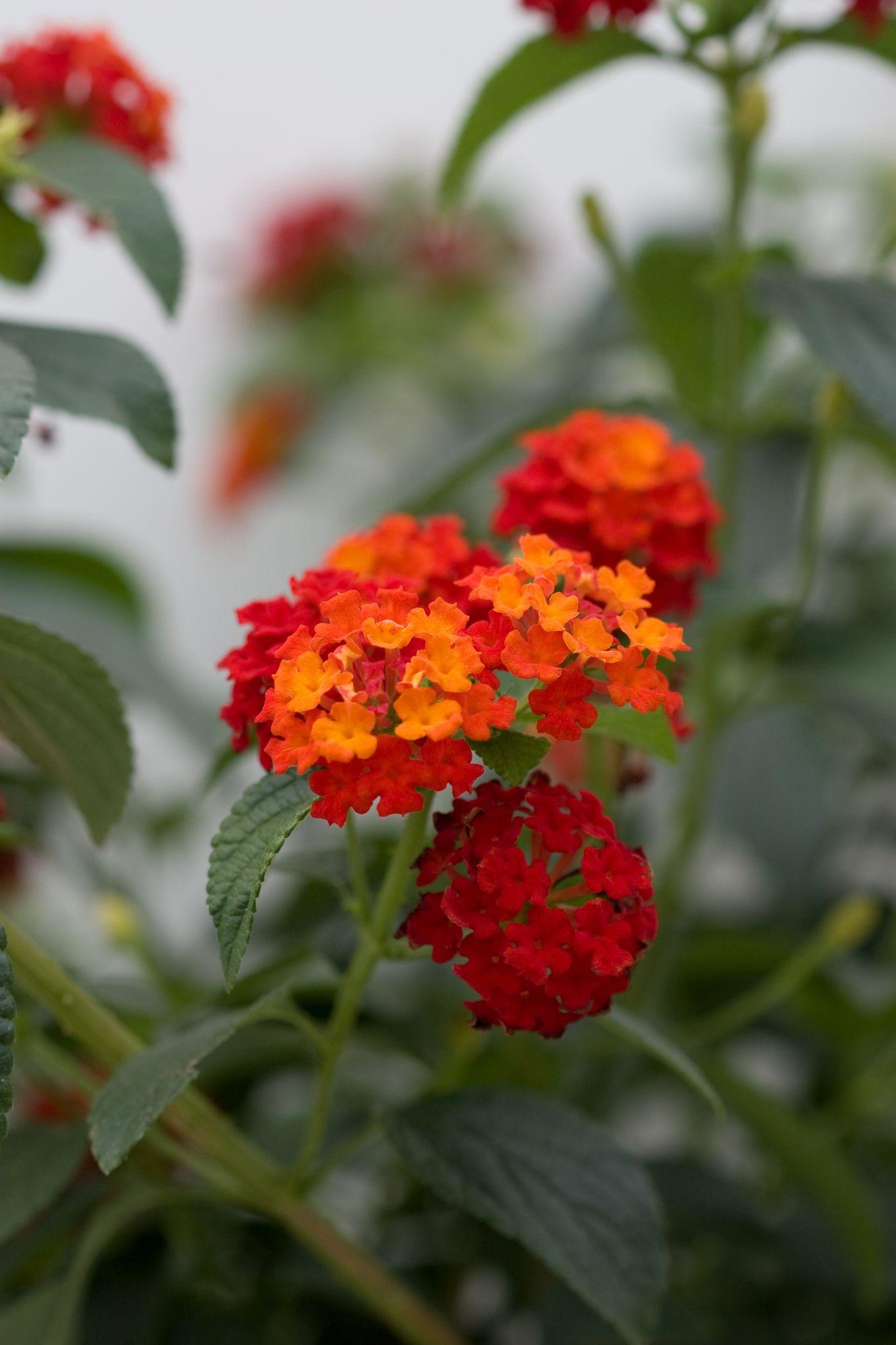 Lantana Luscious Citrus Blend - View 17 from www redcrocus com