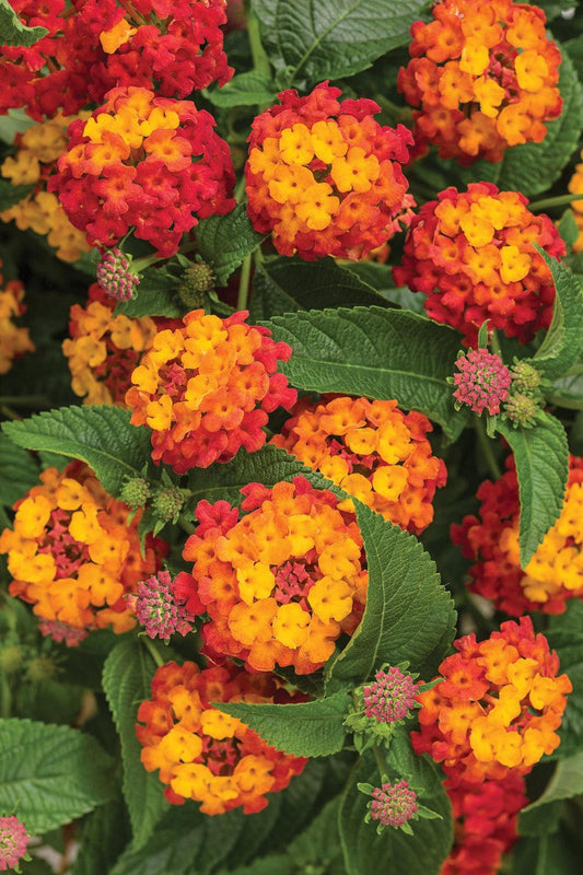 Lantana Luscious Citrus Blend - View 1 from www redcrocus com