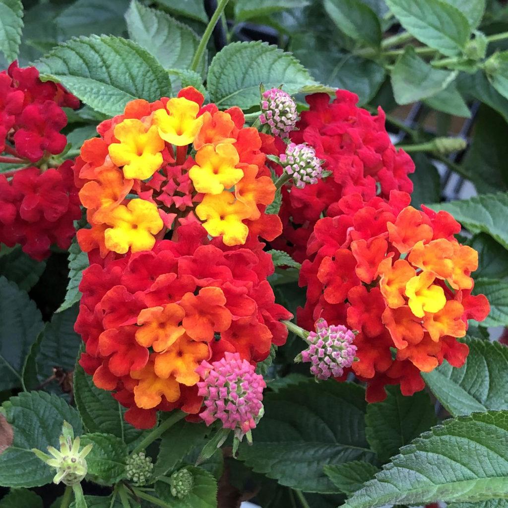 Lantana Luscious Citrus Blend - View 2 from www redcrocus com