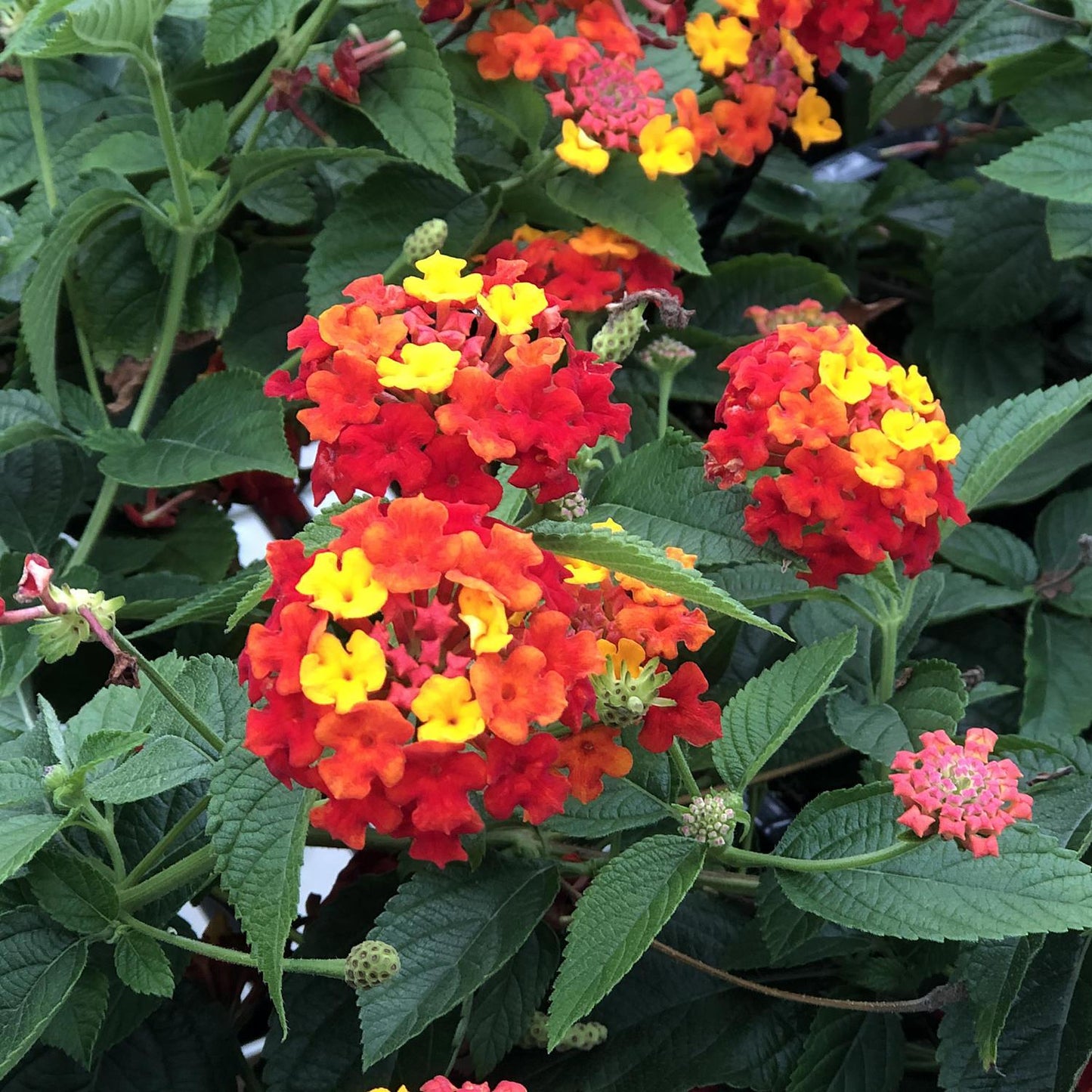 Lantana Luscious Citrus Blend - View 3 from www redcrocus com