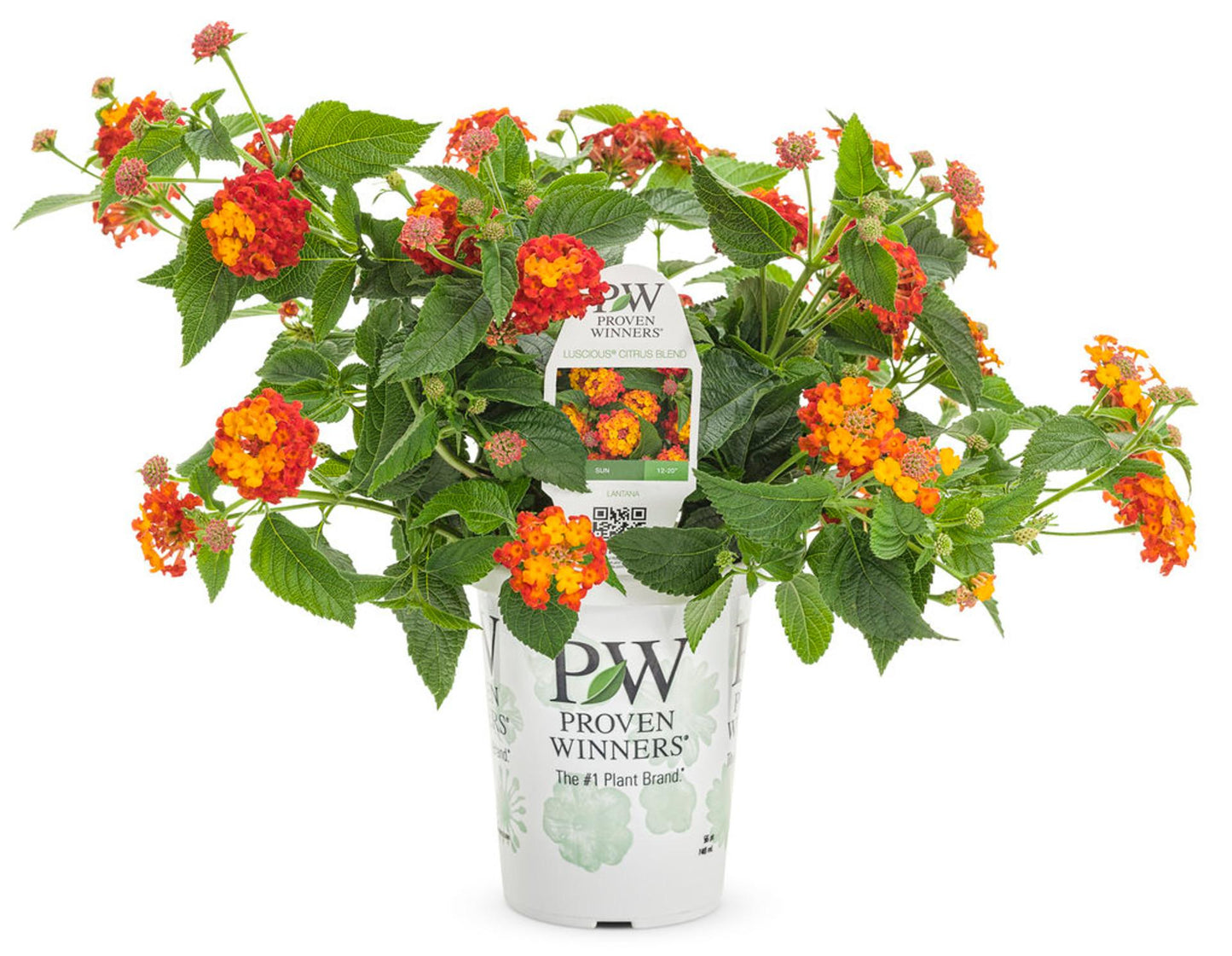 Lantana Luscious Citrus Blend - View 4 from www redcrocus com