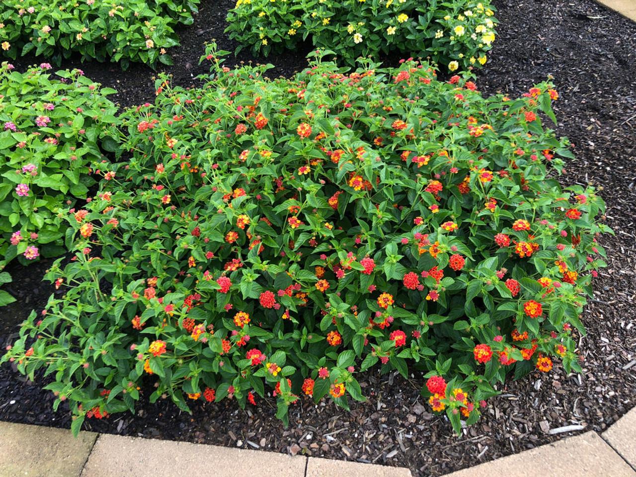 Lantana Luscious Citrus Blend - View 5 from www redcrocus com