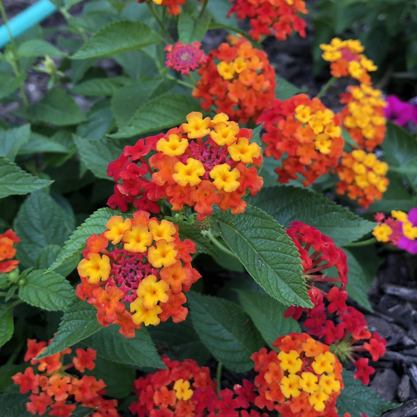 Lantana Luscious Citrus Blend - View 6 from www redcrocus com