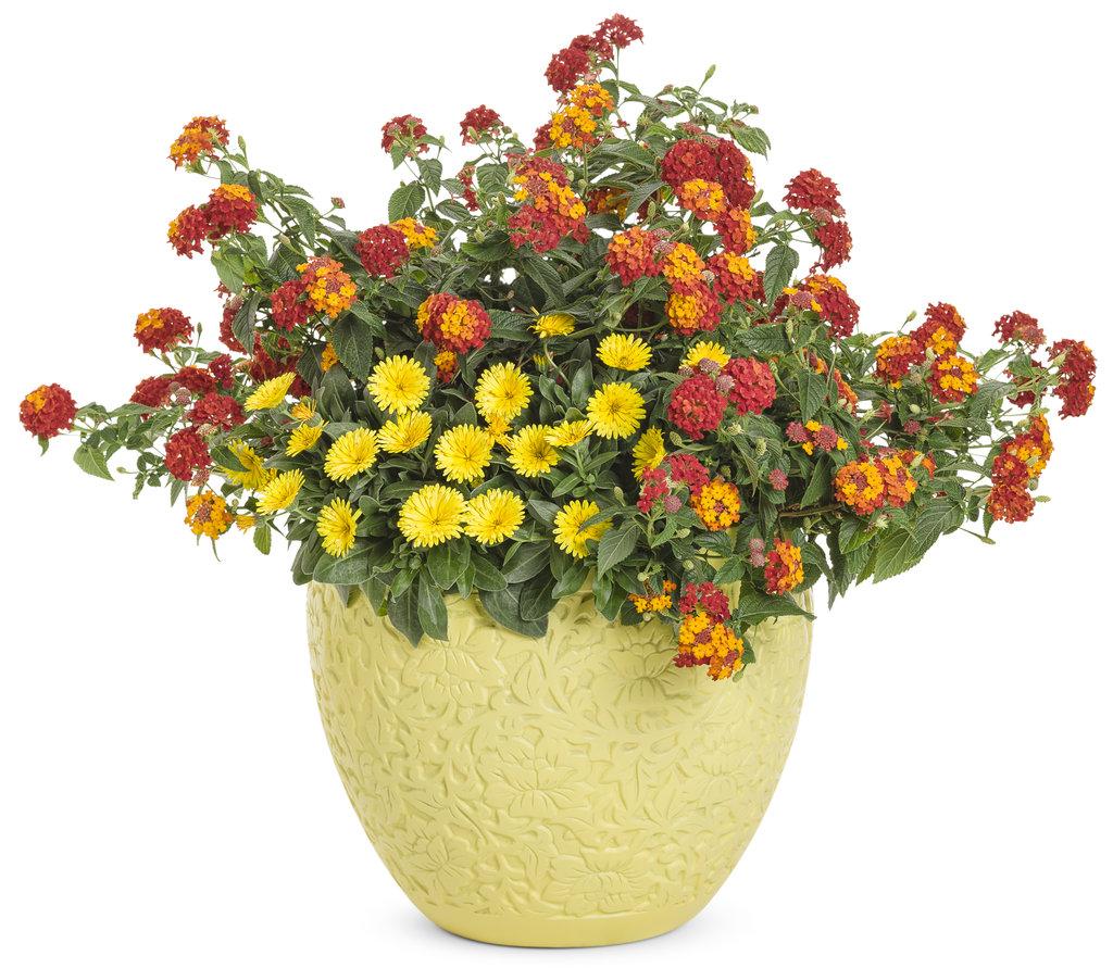 Lantana Luscious Citrus Blend - View 7 from www redcrocus com
