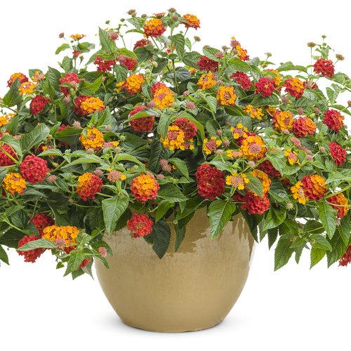 Lantana Luscious Citrus Blend - View 8 from www redcrocus com