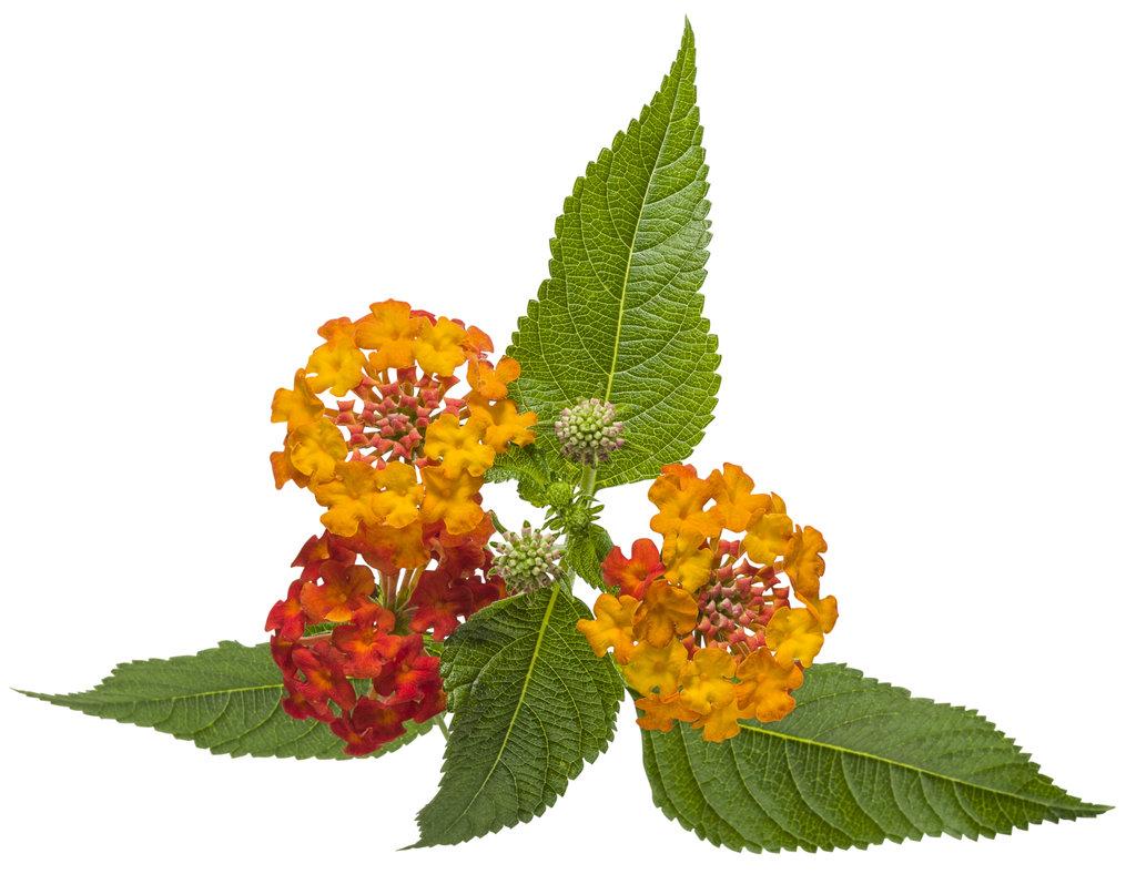 Lantana Luscious Citrus Blend - View 9 from www redcrocus com