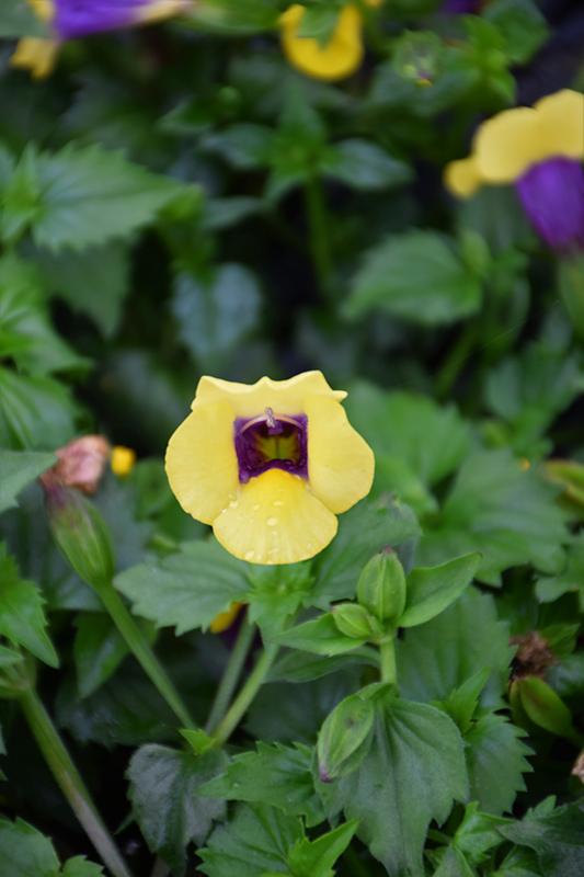 Torenia Catalina Gilded Grape - View 10 from www redcrocus com