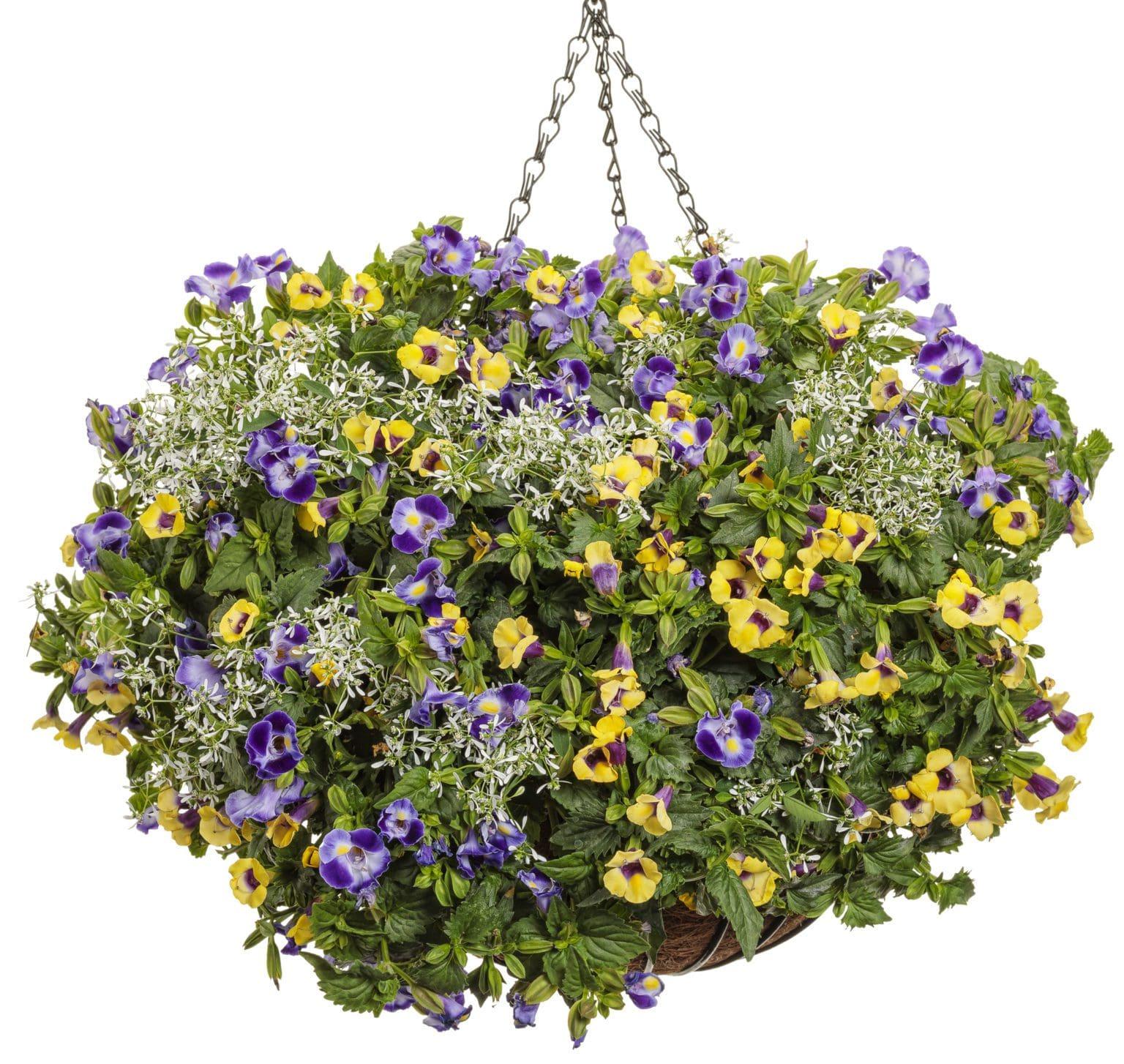 Torenia Catalina Gilded Grape - View 13 from www redcrocus com
