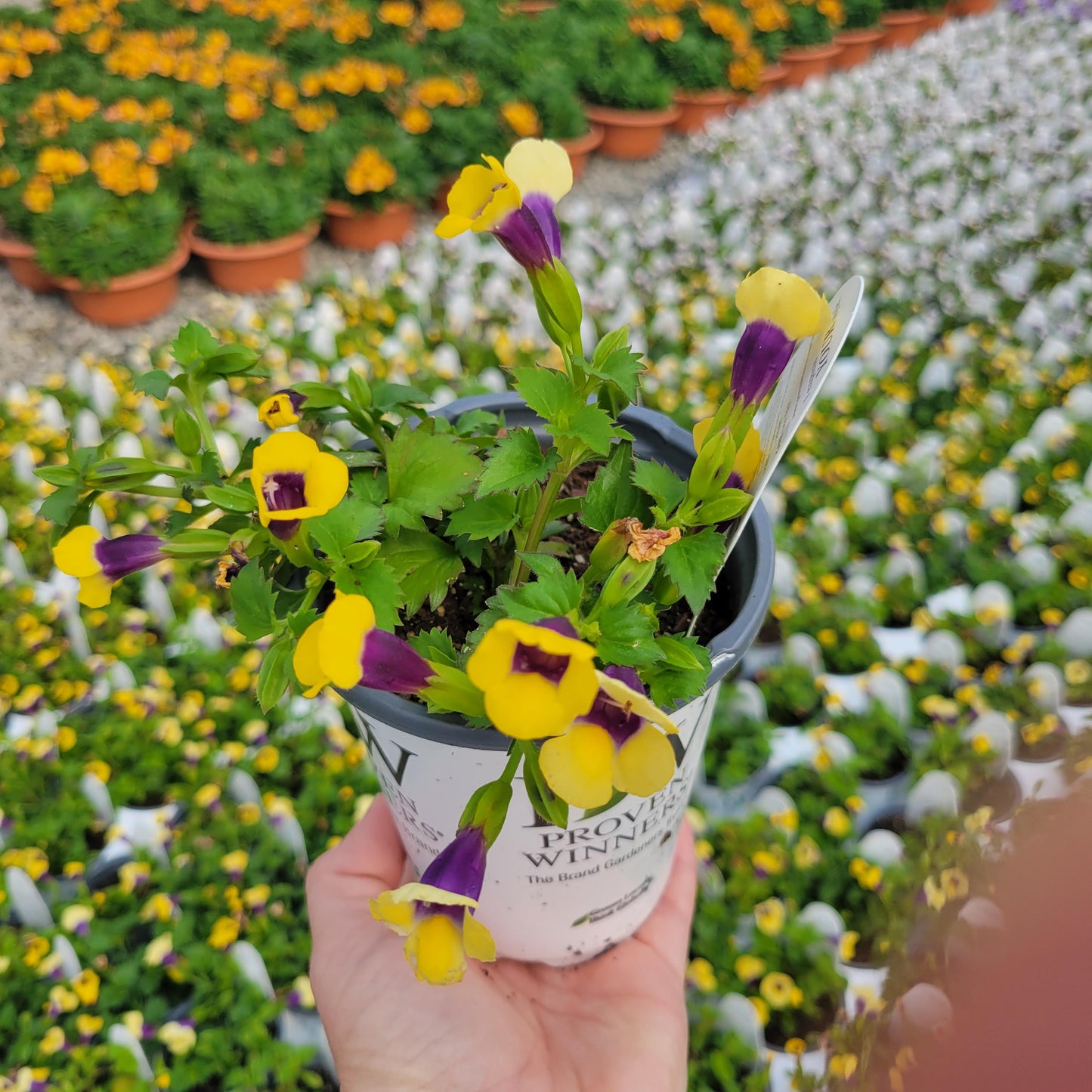 Torenia Catalina Gilded Grape - View 14 from www redcrocus com