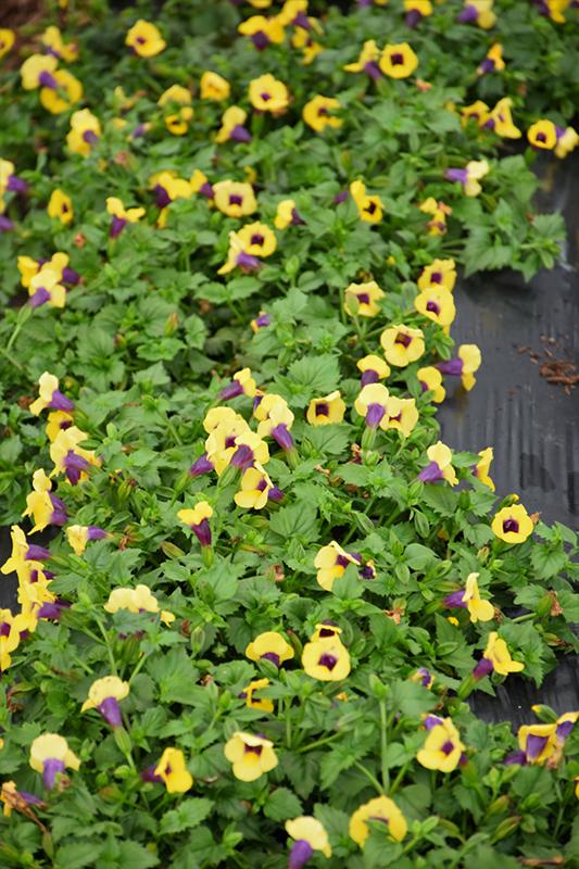 Torenia Catalina Gilded Grape - View 15 from www redcrocus com