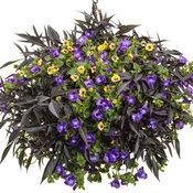 Torenia Catalina Gilded Grape - View 17 from www redcrocus com