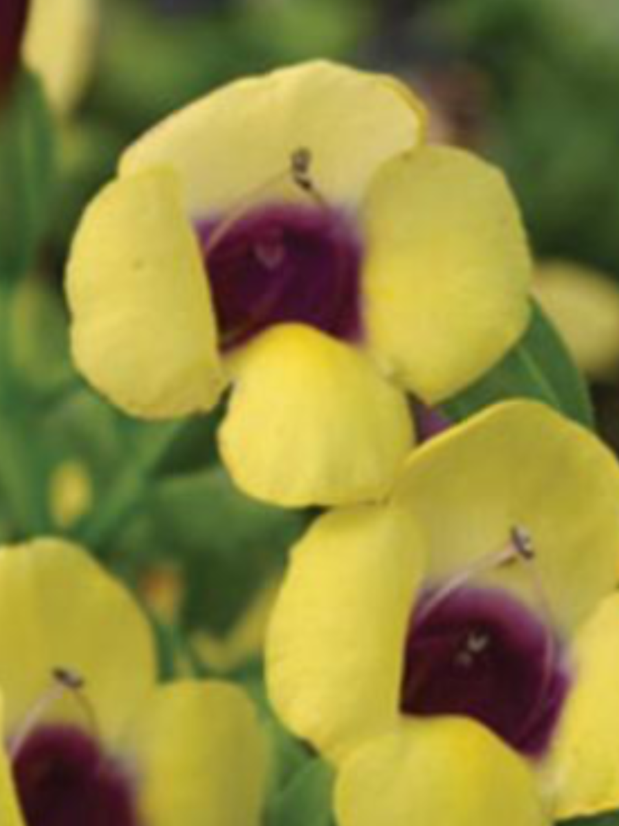 Torenia Catalina Gilded Grape - View 18 from www redcrocus com